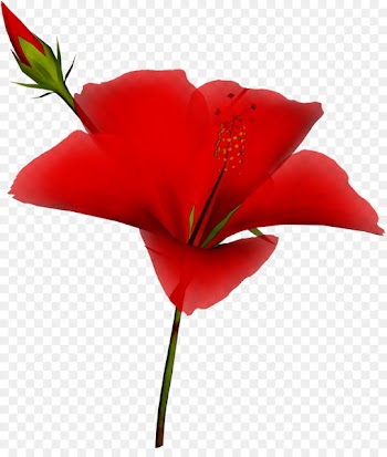 Garden roses Cut flowers Plant stem Petal -  