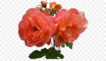 Garden roses Cut flowers Portable Network Graphics GIF - flower blue 