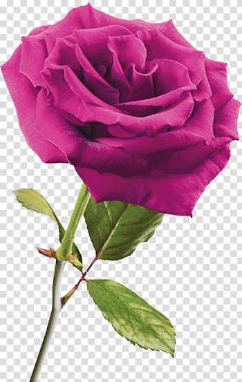 Garden roses DepositFiles , Rose transparent background PNG clipart