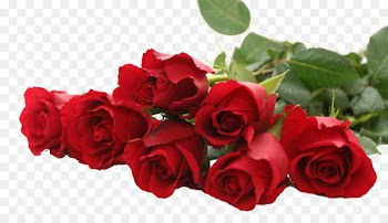 Garden roses Desktop Wallpaper Flower Pink - women day red rose flower 