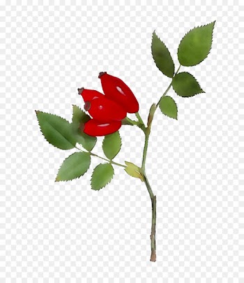 Garden roses Dog-rose Bud Leaf Plant stem -  