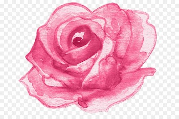 Garden roses Drawing Flower Design - rose 