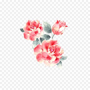 Garden roses Drawing - Plant flowers 