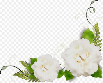 Garden roses Floral design Cut flowers -  