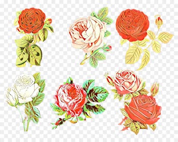 Garden Roses, Floral Design, Flower, Pink, Rose PNG