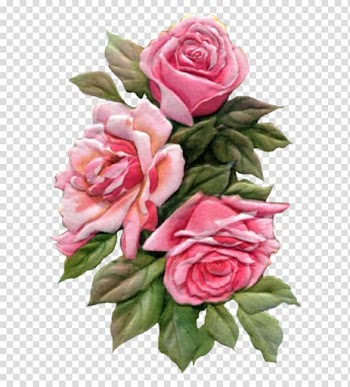 Garden roses Floral design Watercolor painting Cut flowers, painting transparent background PNG clipart