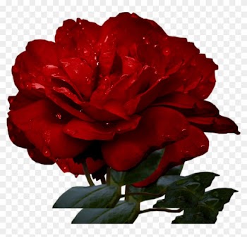 Garden Roses Floribunda Cabbage Rose China Rose Petal - Garden Roses