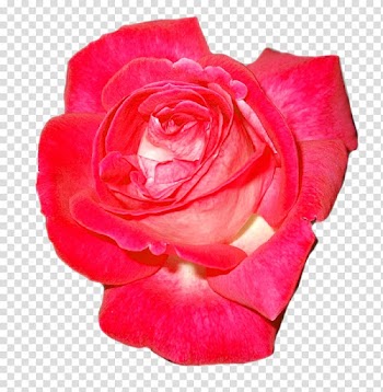 Garden roses Floribunda Cabbage rose China rose Tea rose, flower transparent background PNG clipart
