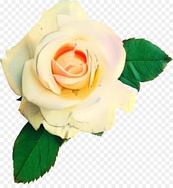 Garden Roses, Floribunda, Cabbage Rose, Flower, Flowering Plant PNG