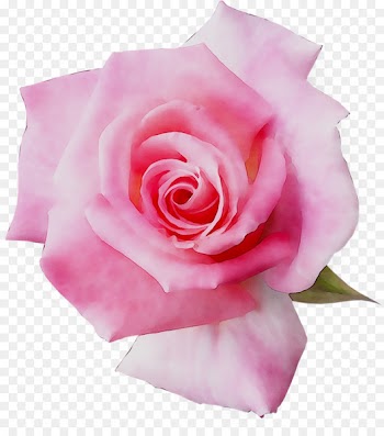 Garden Roses, Floribunda, Cabbage Rose, Flower, Rose PNG