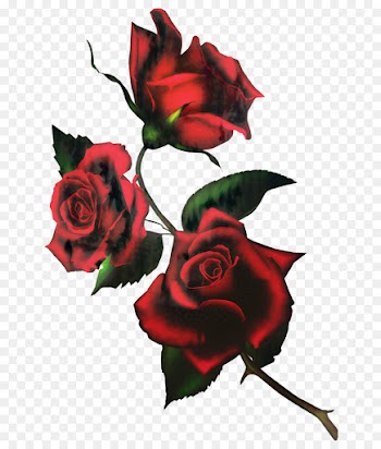Garden Roses, Floribunda, Cabbage Rose, Red PNG