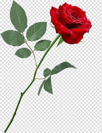 Garden roses Floribunda Centifolia roses Desktop , red rose transparent background PNG clipart