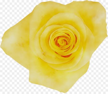 Garden roses Floribunda Petal -  