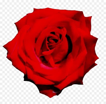 Garden roses Floribunda Petal -  