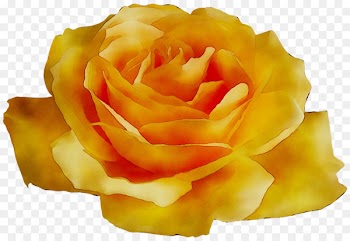 Garden roses Floribunda Petal -  
