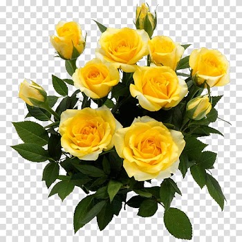 Garden roses Floribunda Yellow Cut flowers, rose transparent background PNG clipart