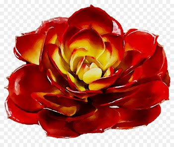 Garden roses Floristry Cut flowers Petal -  