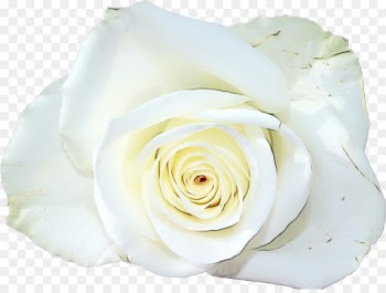 Garden Roses, Flower, Beach Rose, White, Rose PNG