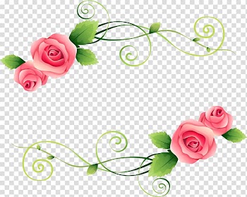 Garden roses Flower , beautiful roses transparent background PNG clipart