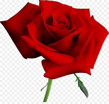 Garden roses Flower Blue rose Pink -  