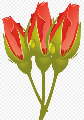 Garden roses Flower Blue rose Tulip -  