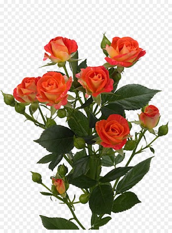 Garden roses Flower bouquet Euroflora - rose 