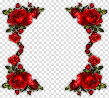 Garden roses Flower bouquet Floral design Valentine's Day, flower transparent background PNG clipart