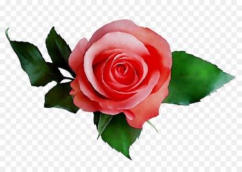 Garden roses Flower bouquet Image Stock photography -  
