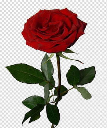 Garden roses Flower bouquet , rose transparent background PNG clipart