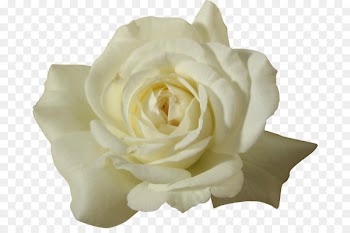 Garden roses Flower Cabbage rose Father Floribunda - red color 