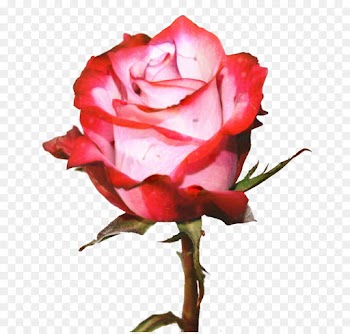 Garden Roses, Flower, Cabbage Rose, Flowering Plant PNG