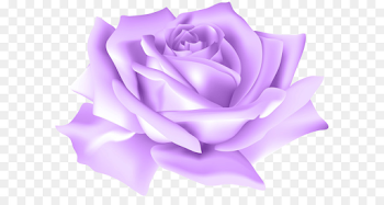 Garden roses Flower Centifolia roses Clip art - Purple Rose Flower ...