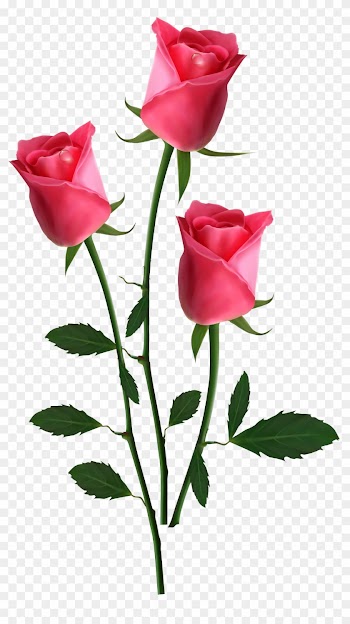 Garden Roses Flower Clip Art - Beautiful Roses Png