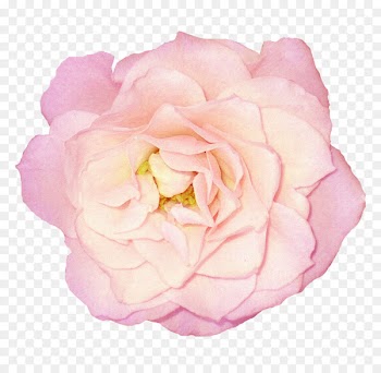 Garden roses Flower Clip art Floral design - bloom 