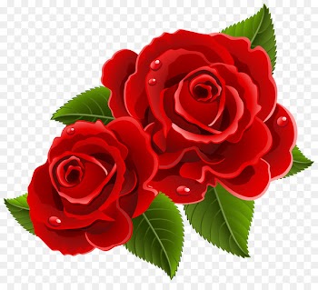 Garden roses Flower Clip art - red rose 