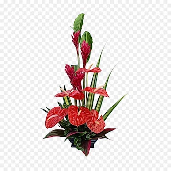 Garden Roses, Flower, Cut Flowers, Flowering Plant PNG