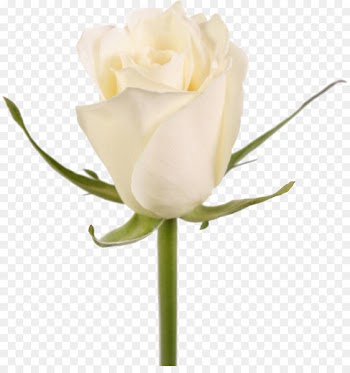 Garden Roses, Flower, Cut Flowers, Flowering Plant PNG