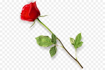 Garden Roses, Flower, Cut Flowers, Plant PNG