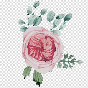 Garden roses Flower Floral design Centifolia roses, watercolor mother 's day decoration material transparent background PNG clipart
