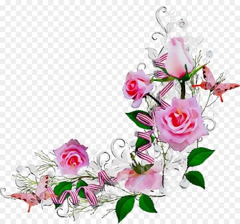 Garden Roses, Flower, Floral Design, Cut Flowers PNG