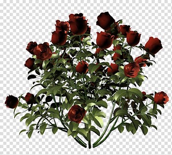 Garden roses Flower Floral design, Watercolor floral decoration creative creative transparent background PNG clipart