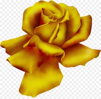 Garden Roses, Flower, Floral Design, Yellow, Petal PNG