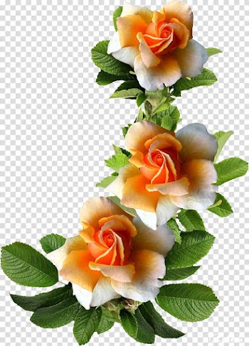 Garden roses Flower Frames , pretty flowers transparent background PNG clipart