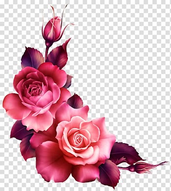 Garden roses Flower garden, rose transparent background PNG clipart