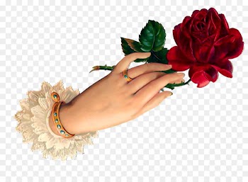 Garden roses Flower Gift - good evening 