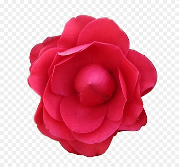 Garden roses Flower Photography - Red Envelopes 