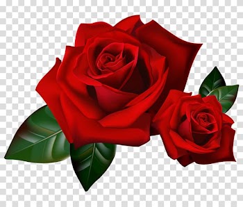 Garden roses Flower Portable Network Graphics, real rainbow roses bushes transparent background PNG clipart