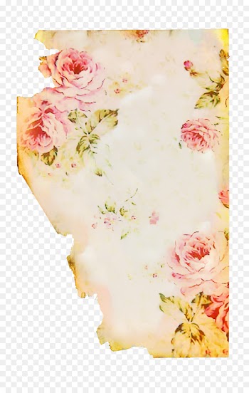 Garden Roses, Flower, Rose, Pink PNG