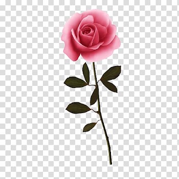 Garden roses Flower, Rose transparent background PNG clipart