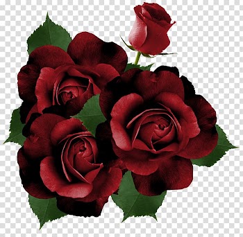 Garden roses Flower, rose transparent background PNG clipart